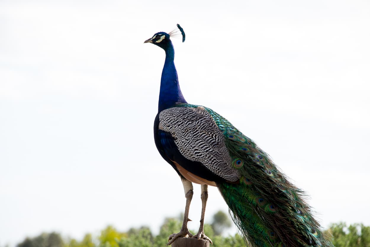 Fynbos and birdlife